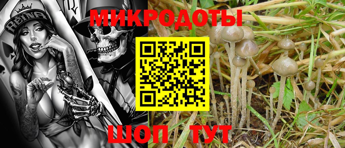 Галлюциногенные грибы Psilocybe Спасск-Дальний